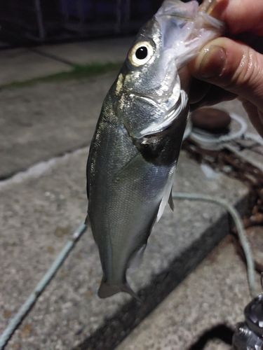 セイゴ(マルスズキ)の釣果