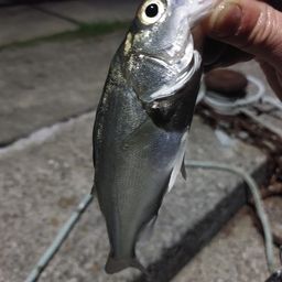 セイゴ（マルスズキ）