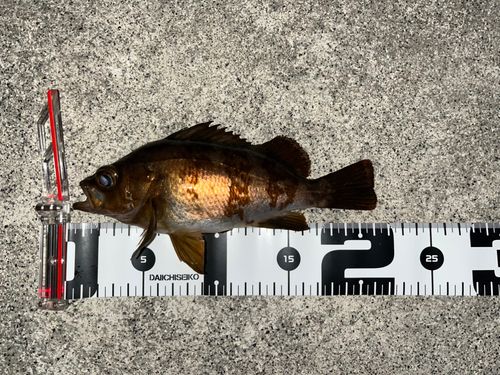 メバルの釣果
