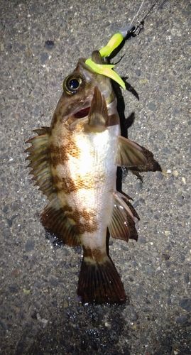 メバルの釣果