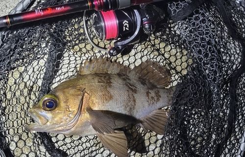 メバルの釣果