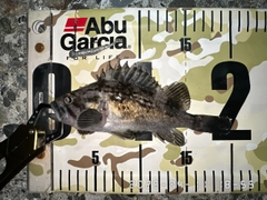 クロソイの釣果