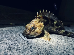 釣果