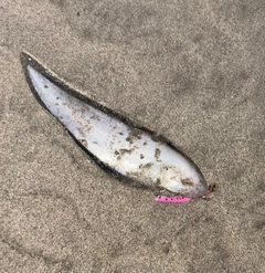 シタビラメの釣果