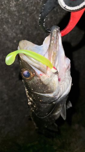 マルスズキの釣果