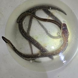 アナゴ