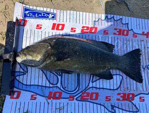 スモールマウスバスの釣果