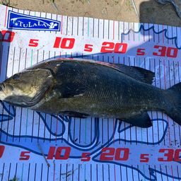 スモールマウスバス