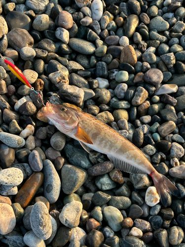 ホッケの釣果