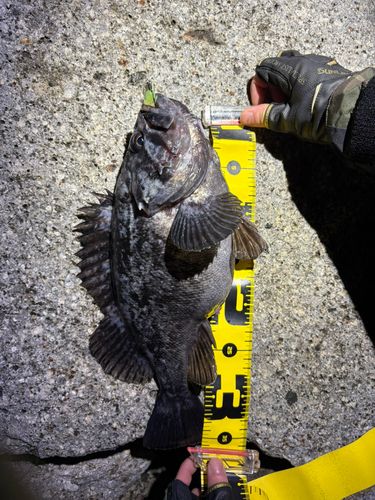 クロソイの釣果