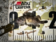 クロソイの釣果