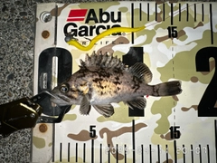 クロソイの釣果