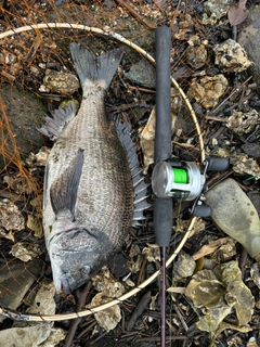 クロダイの釣果