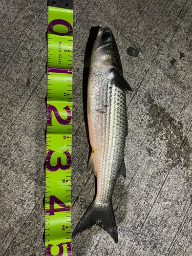 ボラの釣果