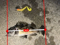 クロソイの釣果