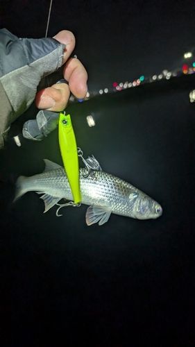 ボラの釣果