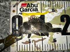 クロソイの釣果