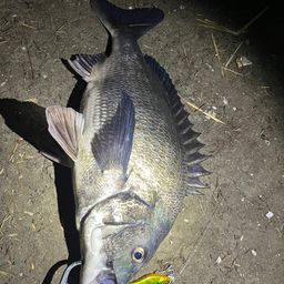 クロダイ