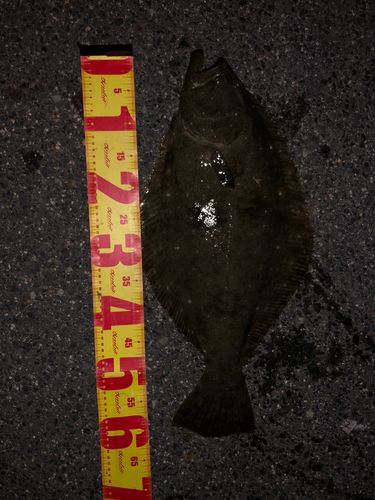 ヒラメの釣果