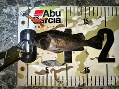 クロソイの釣果