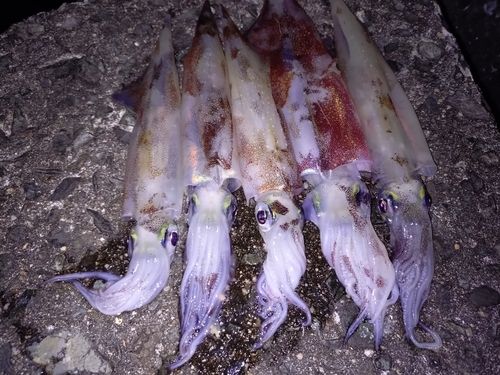 ヤリイカの釣果