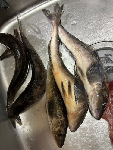 ホッケの釣果