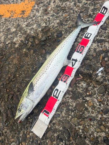 サワラの釣果