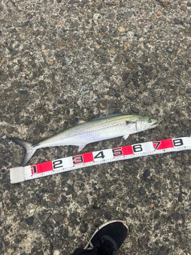 サワラの釣果