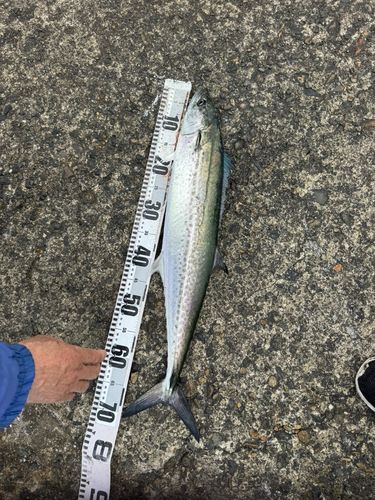 サワラの釣果