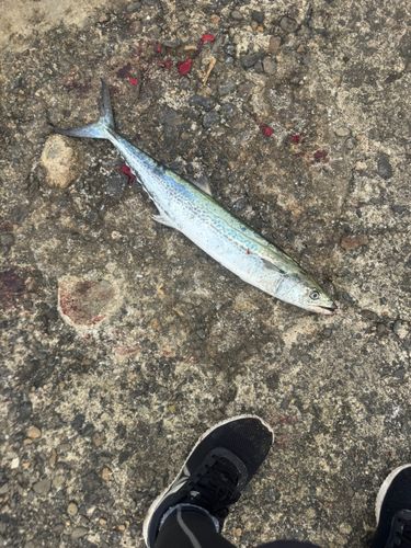 サワラの釣果