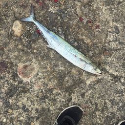 サワラ