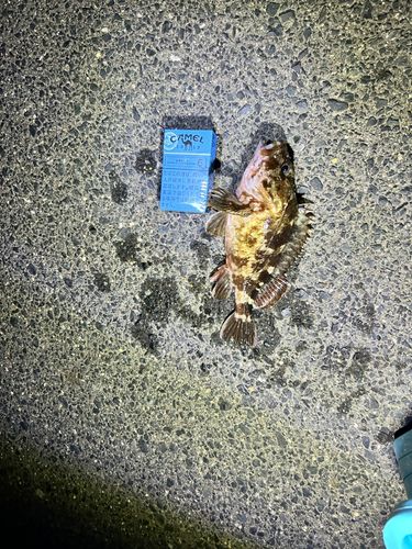 ガシラの釣果