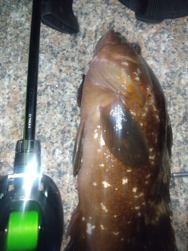 アコウの釣果
