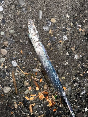 タチウオの釣果