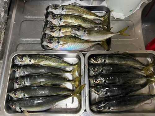 マアジの釣果