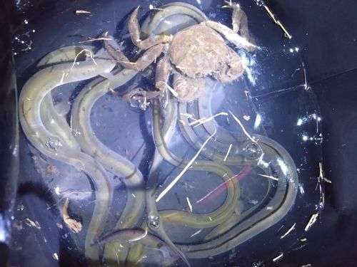 ウナギの釣果