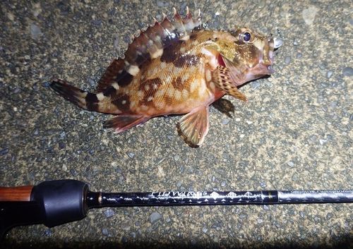 カサゴの釣果