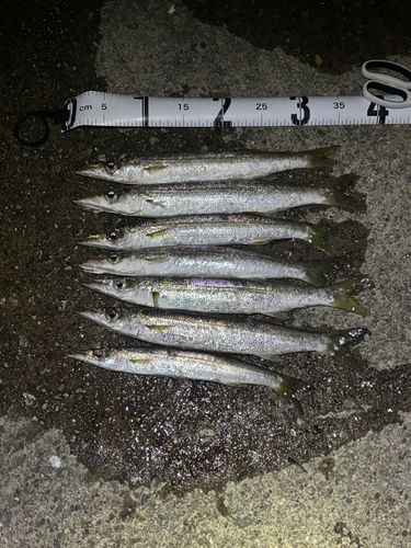 カマスの釣果