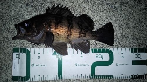 メバルの釣果