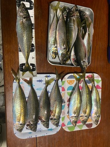 アジの釣果