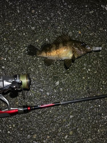 シロメバルの釣果