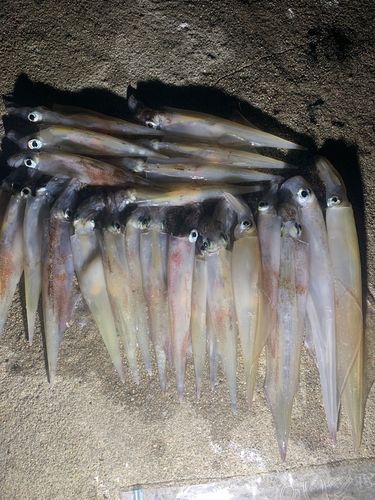 ヤリイカの釣果