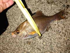 タナゴの釣果