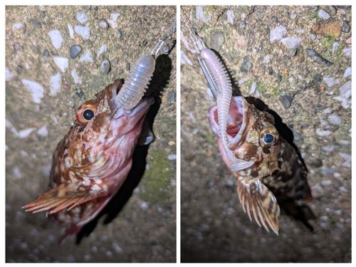 カサゴの釣果