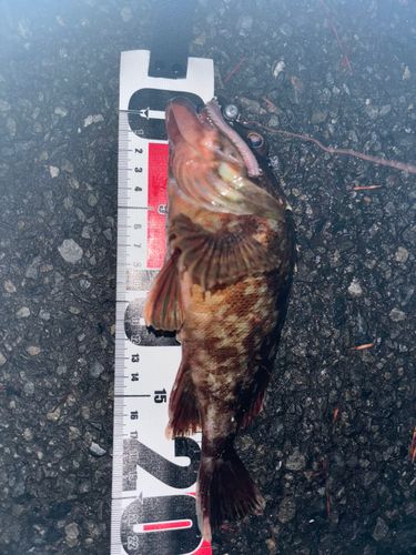 ガシラの釣果