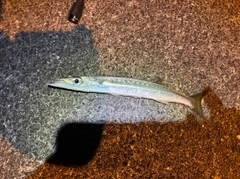 タイワンカマスの釣果