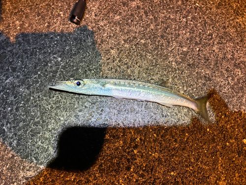 タイワンカマスの釣果