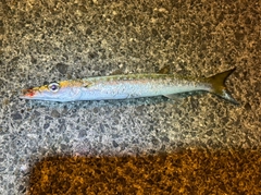 タイワンカマスの釣果