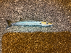 タイワンカマスの釣果