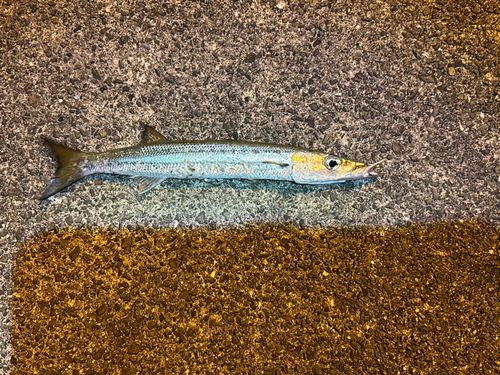 タイワンカマスの釣果